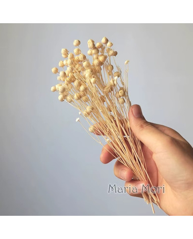 HOBİCİLER Doğal Kurutulmuş EKRU Keten Fasulye Çiçeği Epoksi Reçine Mum Süsü 10 gr