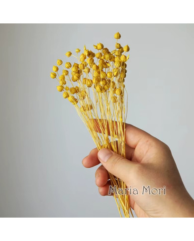 HOBİCİLER Doğal Kurutulmuş SARI Keten Fasulye Çiçeği Epoksi Reçine Mum Süsü 10 gr