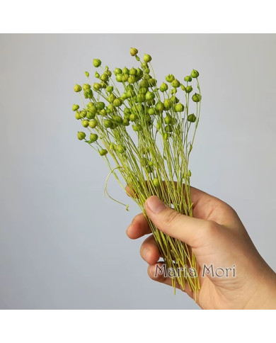 HOBİCİLER Doğal Kurutulmuş YEŞİL Keten Fasulye Çiçeği Epoksi Reçine Mum Süsü 10 gr