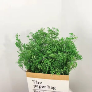 Kurutulmuş Şoklanmış Yeşil Cipso Çiçek Gypsophila Dekor